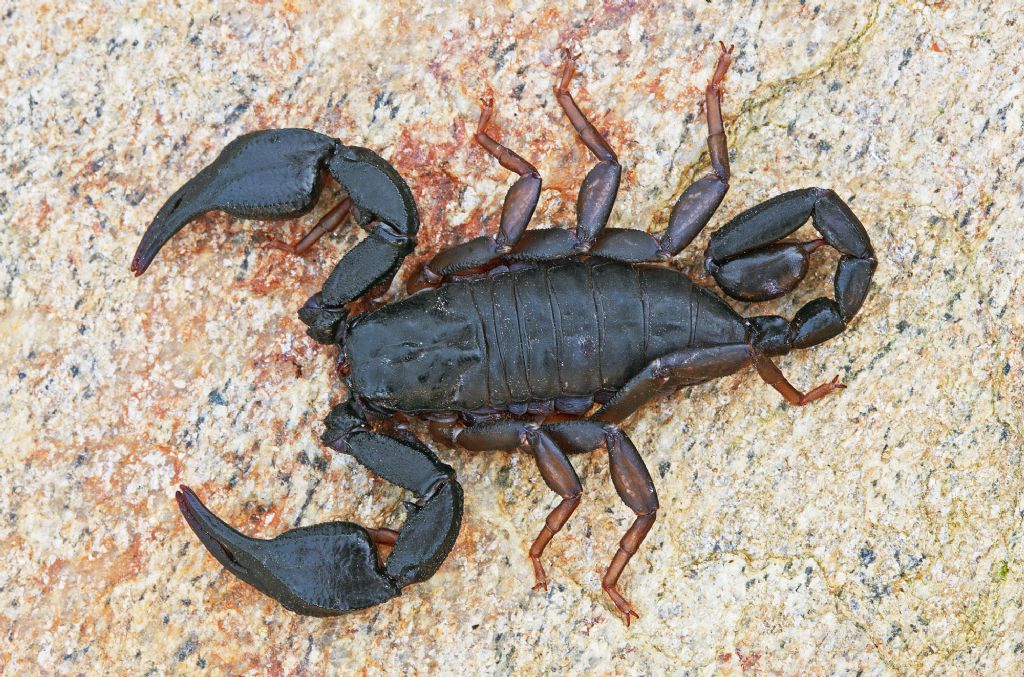 Euscorpius italicus?